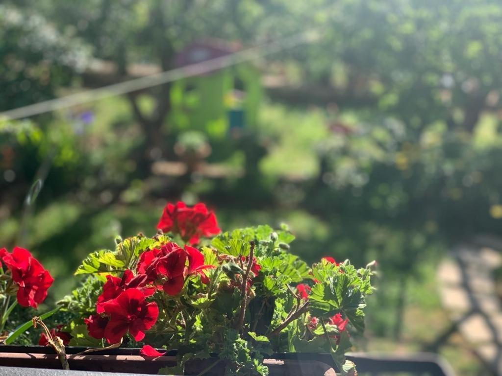 Apartman Dalija Vinkuran Exterior photo